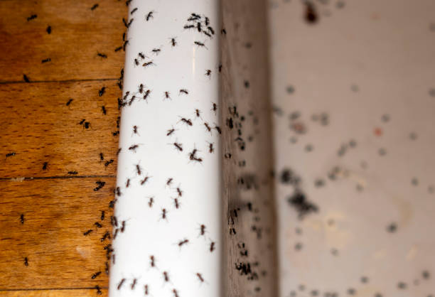 Best Affordable Pest Control Services  in Douglass, KS
