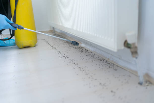 Best Termite Control Services  in Douglass, KS
