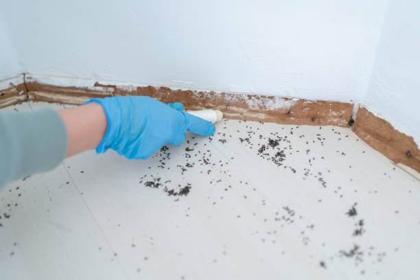 Best Insect Control  in Douglass, KS
